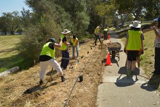 Planting of Manetti roses by Polytechnic West students